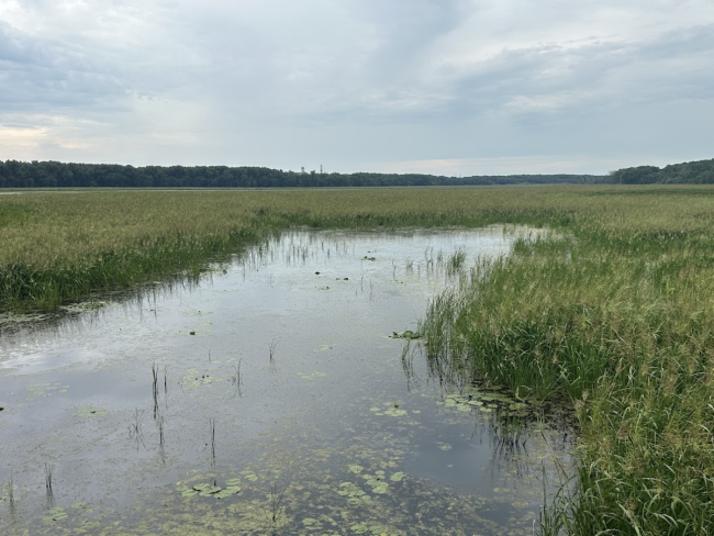 Wild rice growing in water, Bloomington, MN